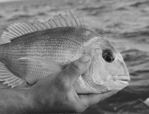 Pinkie snapper are still around during the winter months, but much bigger fish are on their way (image courtesy of Jarrod Day).